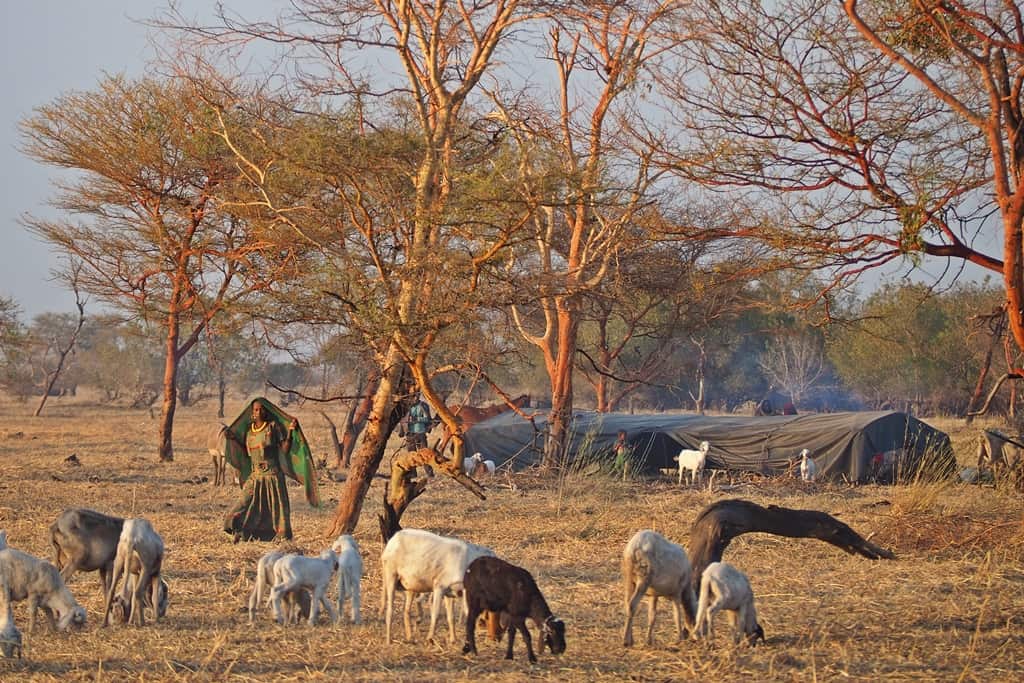 Sahel nomads