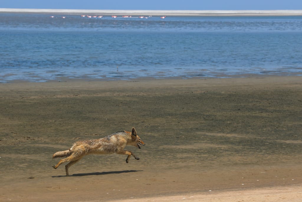 African Parks Iona