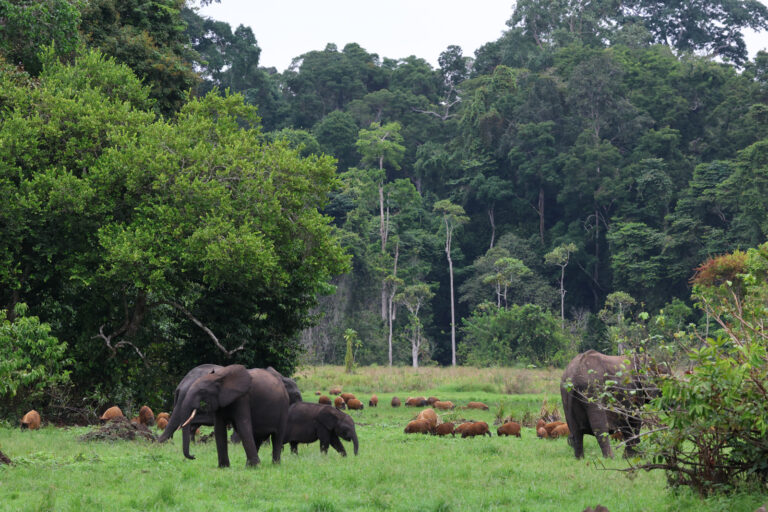 Loango, Gabon