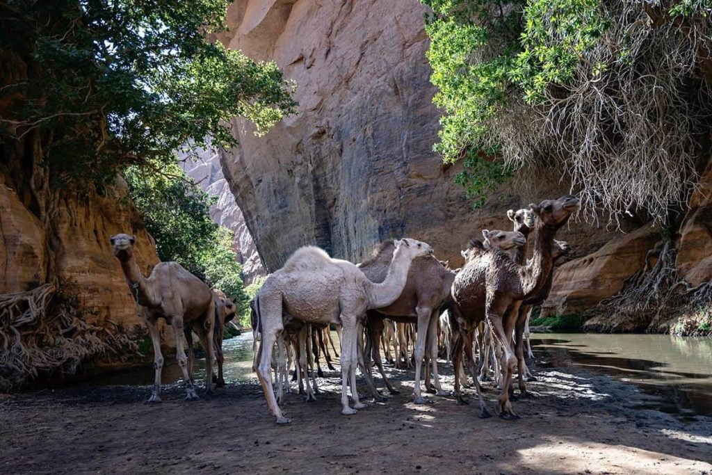 Trips to Chad