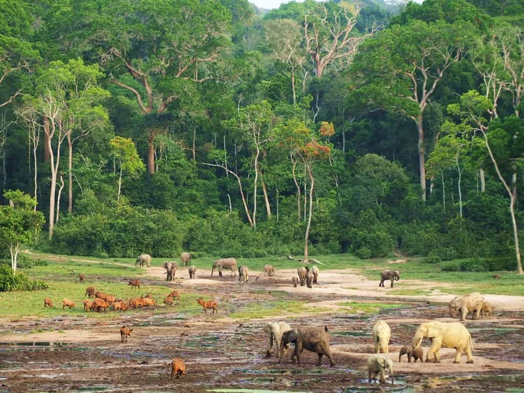 Dzanga Bai