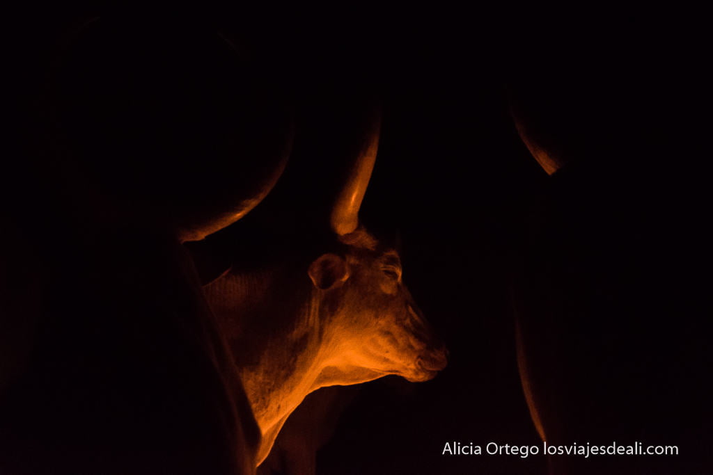 vaca kauri iluminada por el fuego en la noche