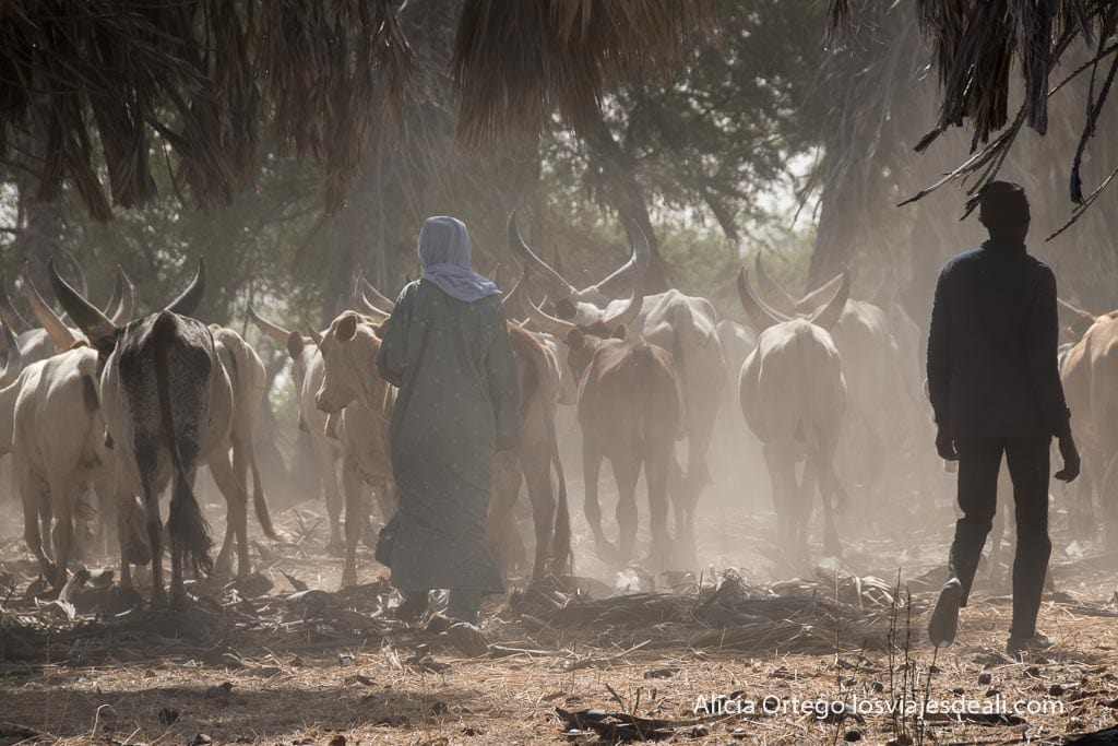 vacas kauris en una isla del lago chad