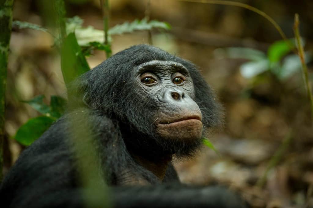 Bonobos Congo