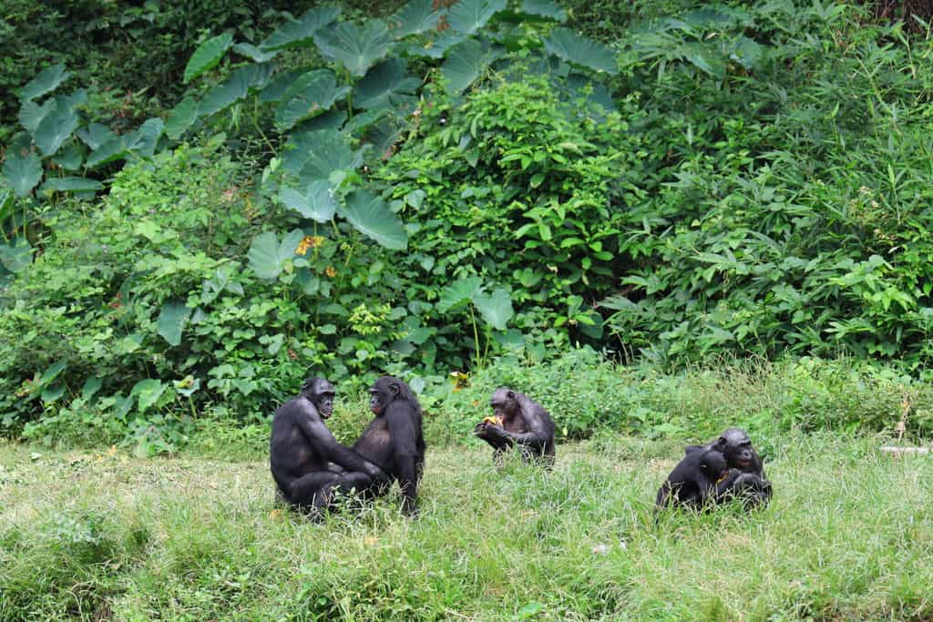 Lola Ya Bonobos