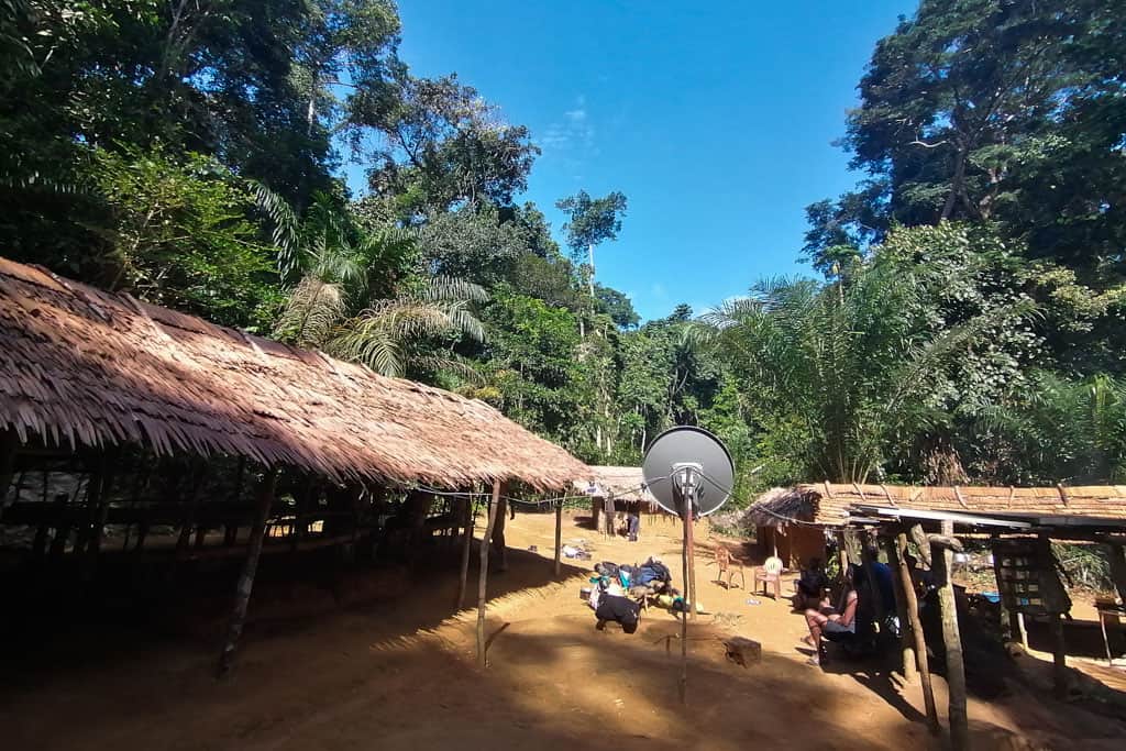 Ver bonobos