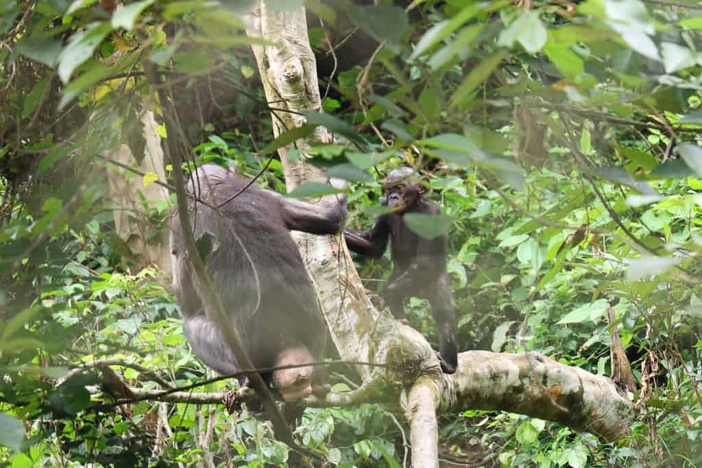 Bonobos Congo
