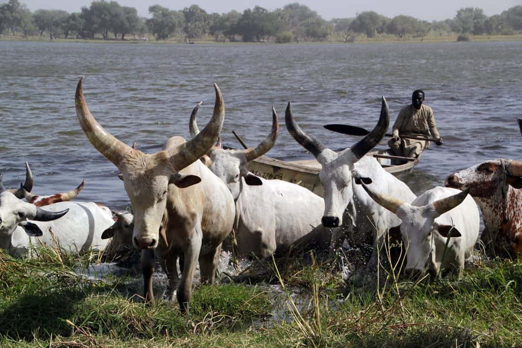vacas kauri saliendo del agua en el lago chad