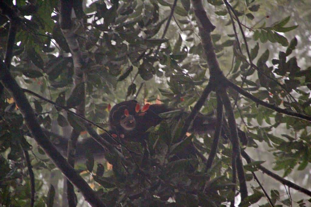 Chimps Tai National Park