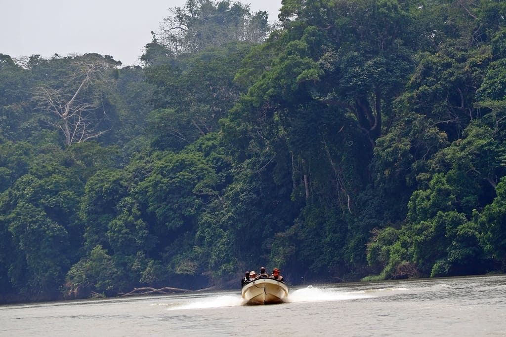 Where to see gorillas