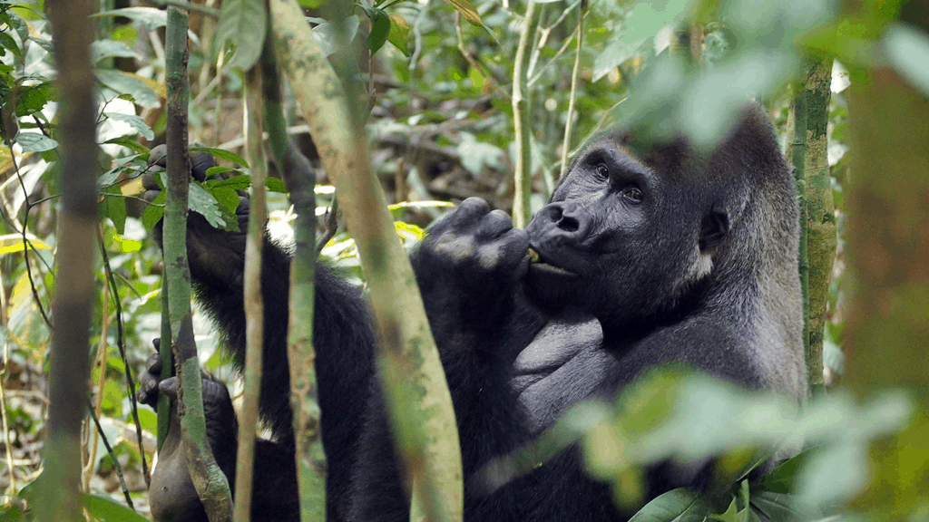 where to see gorillas in Africa
