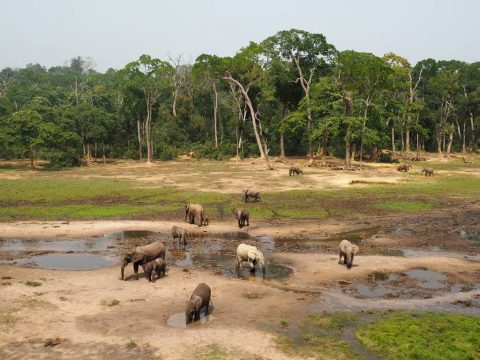 Dzanga Sangha