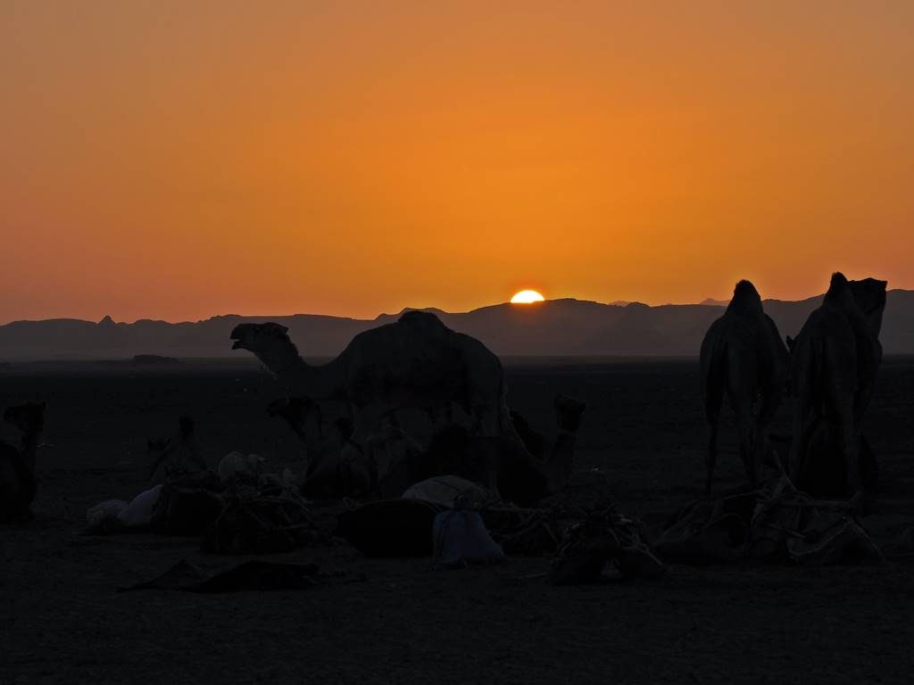 Nomadic caravans in the Sahara desert