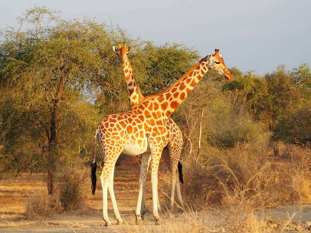 Kordofan Zakouma