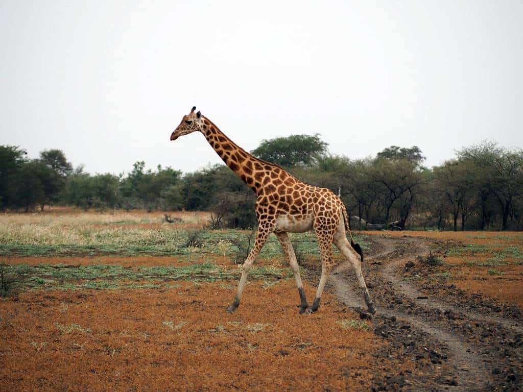 Kordofan Zakouma