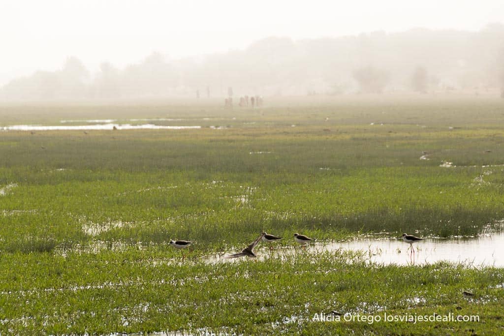 ribera del lago chad donde se extrae espirulina
