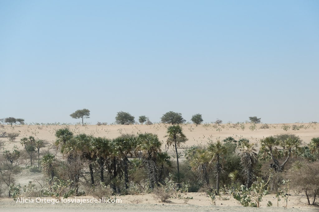 landscape near Lake Chad with palm trees and dunes