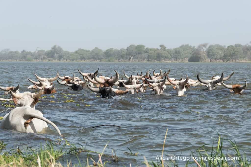 kuri cows swimming in chad lake
