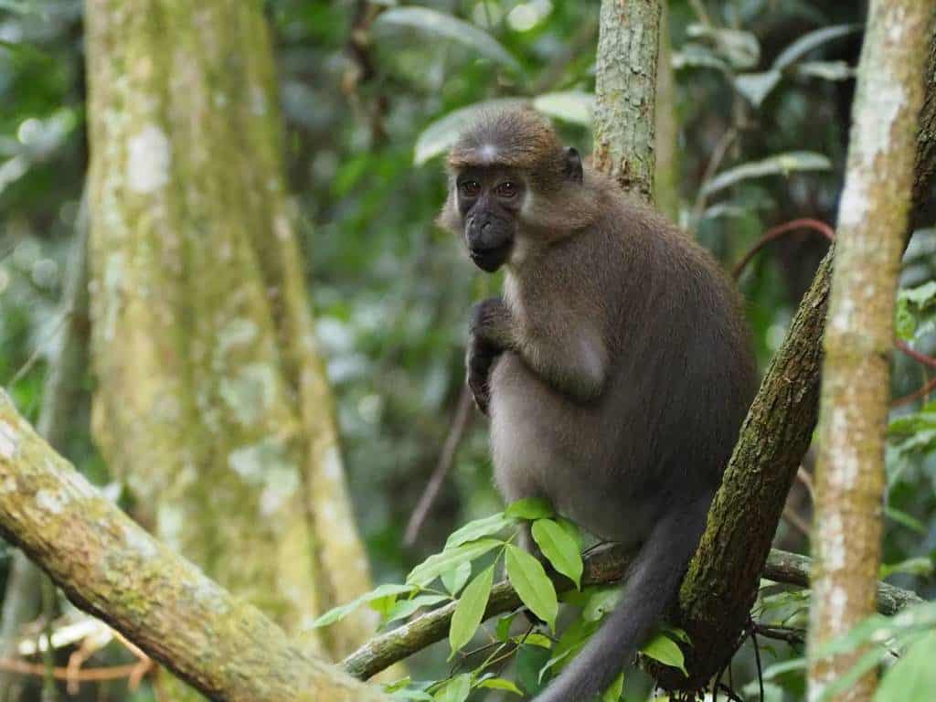 Mangabey Dzanga Sangha