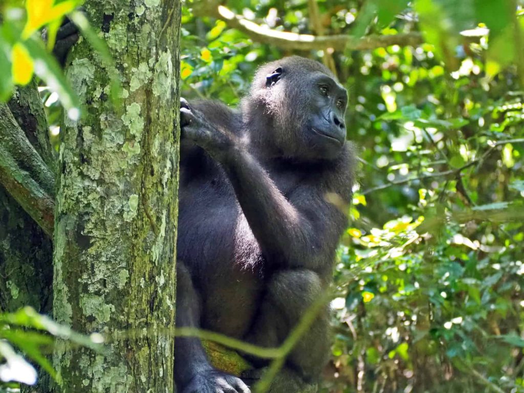 Best place to see gorillas in Africa