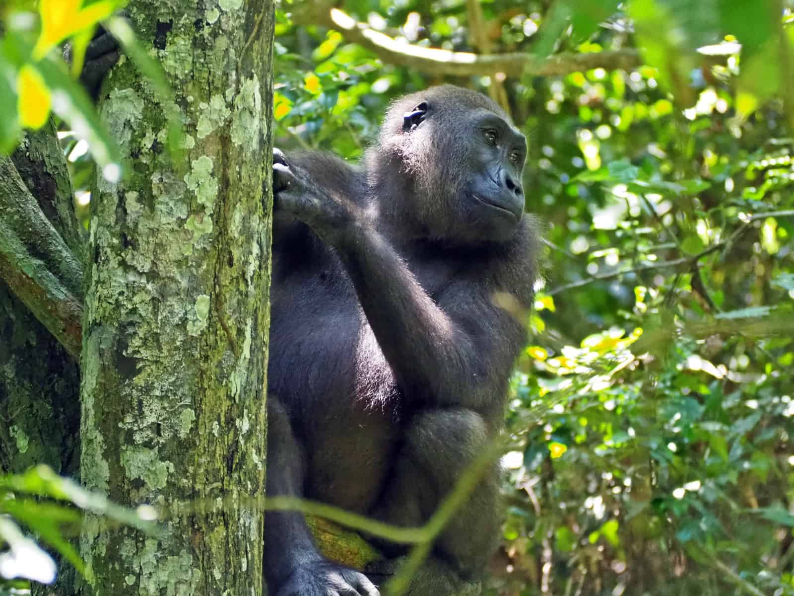 Moukalaba Doudou Gabon