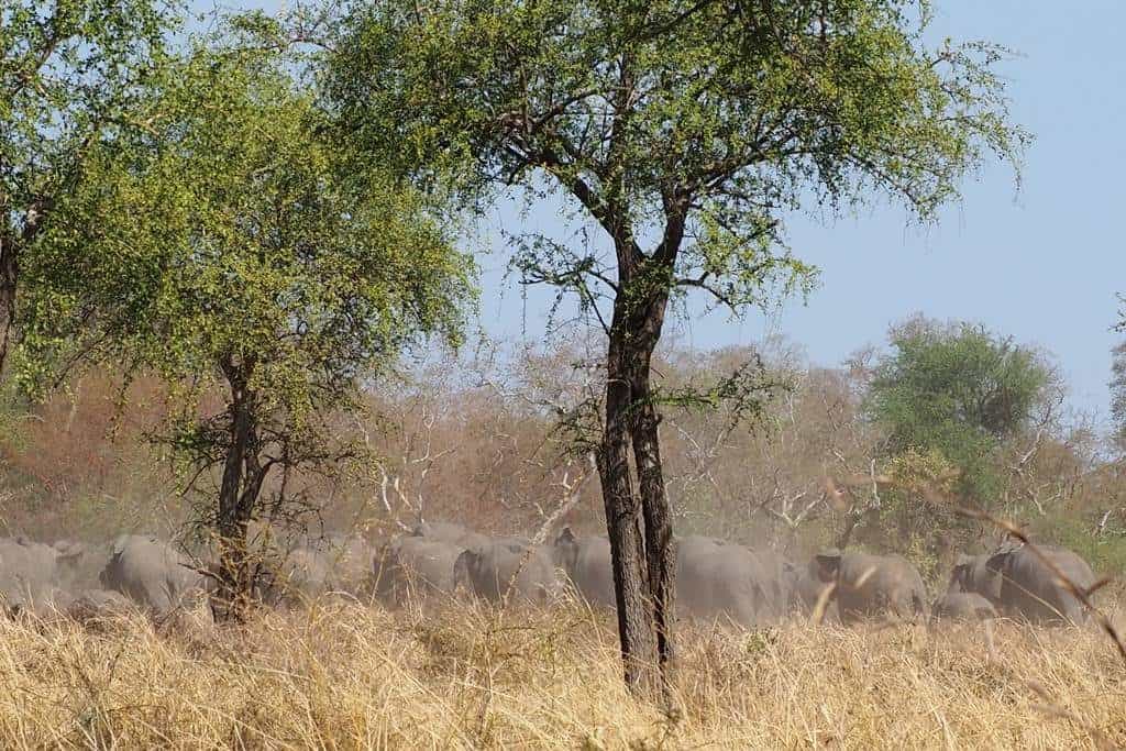 Elephants Zakouma