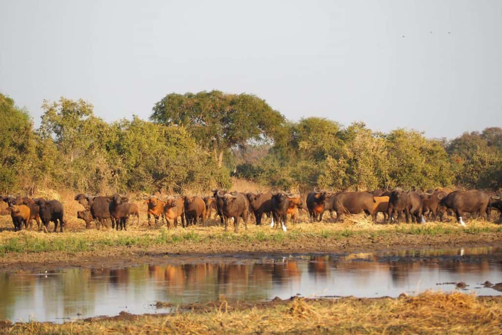 Zakouma tours Chad