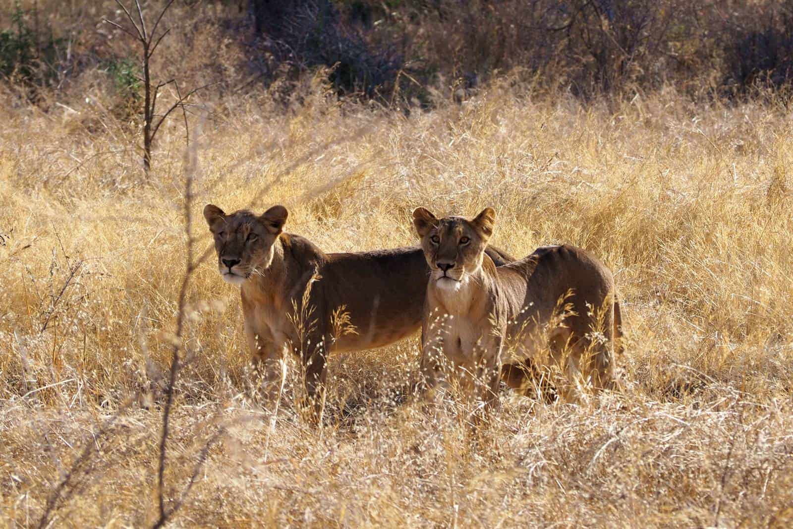Parc National Zakouma