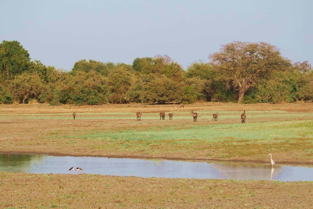 Visit Zakouma
