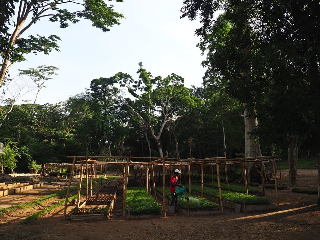 Forets Yangambi