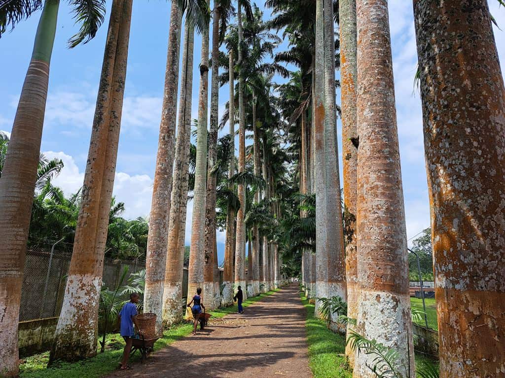 Finca Sampaka Malabo