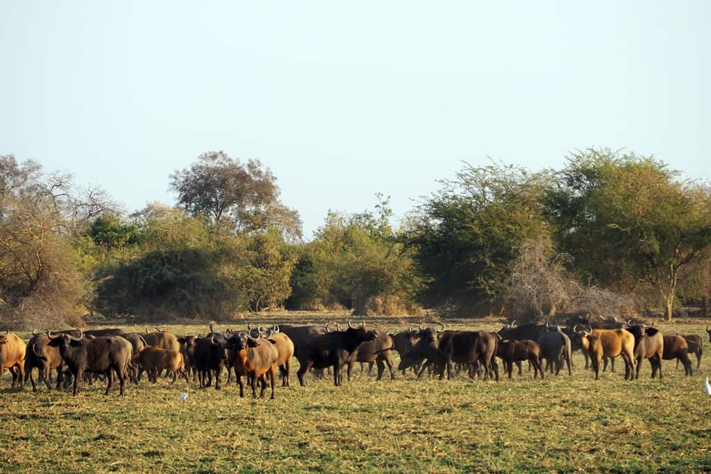 Viajar a Zakouma