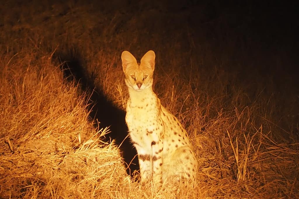 Serval Africa