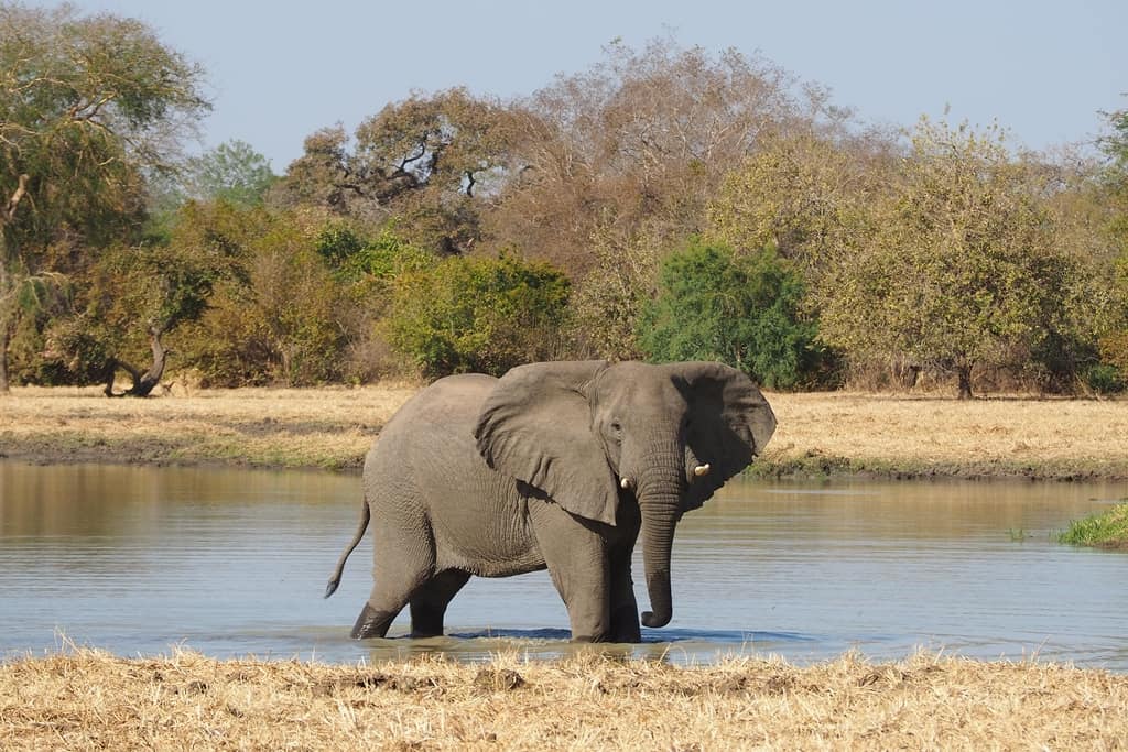 Parc National de Zakouma
