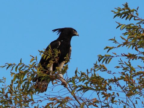 Zakouma birdwatching