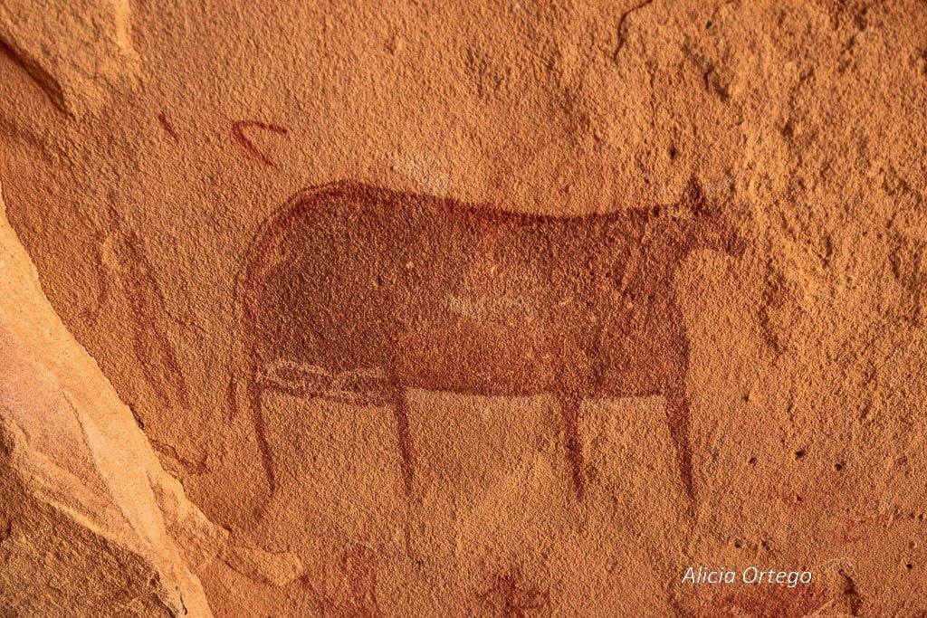 terkei barakatra vaca pintada en el techo