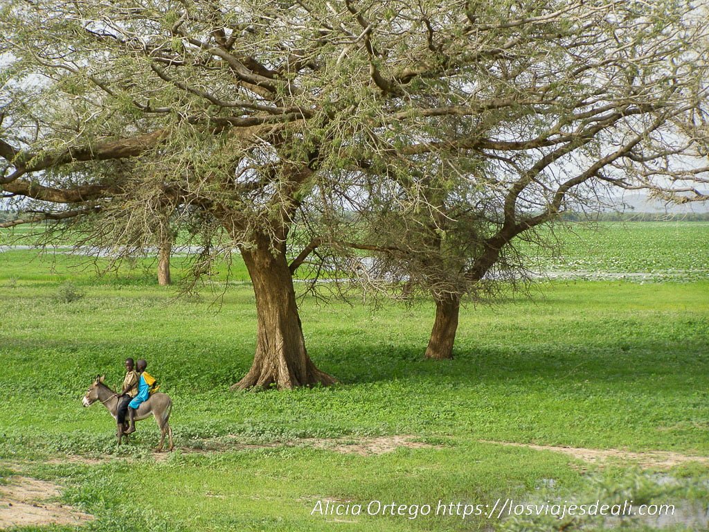 llanura verde por las lluvias en mali