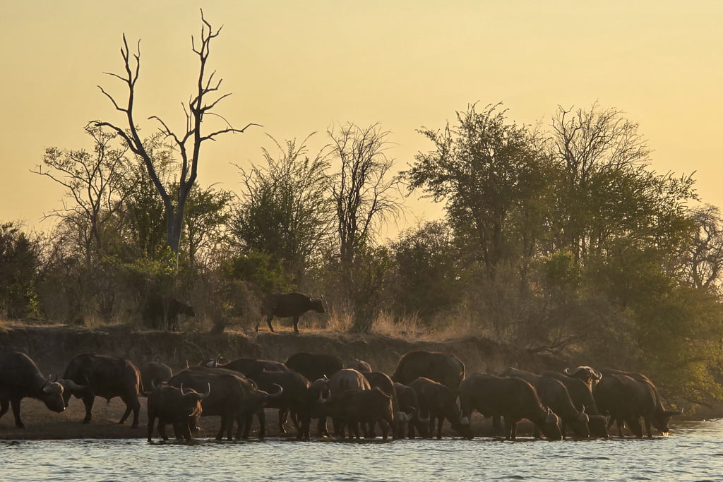 Safari Zambia