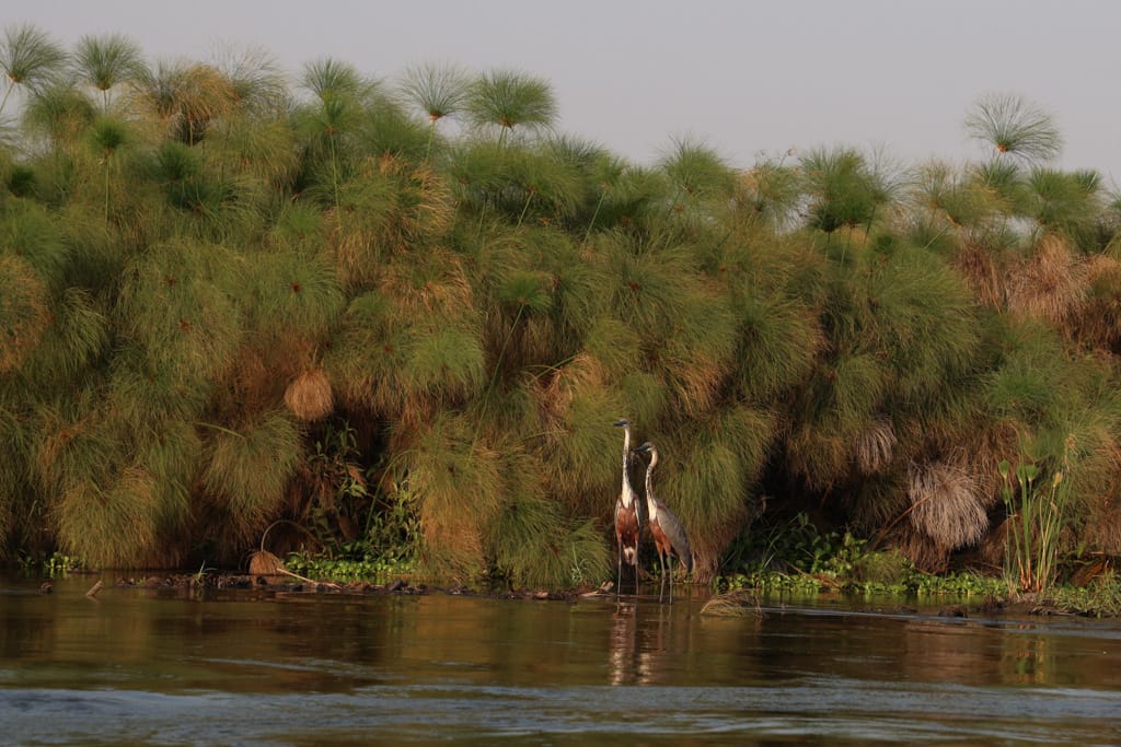 South Sudan birds