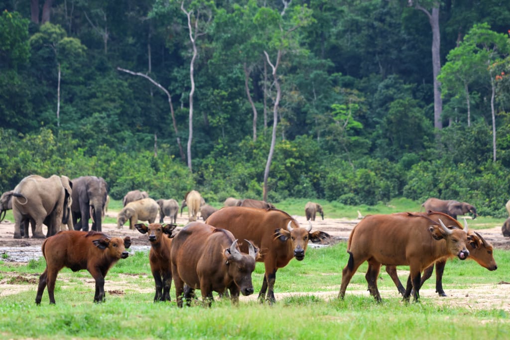 Wildlife central Africa
