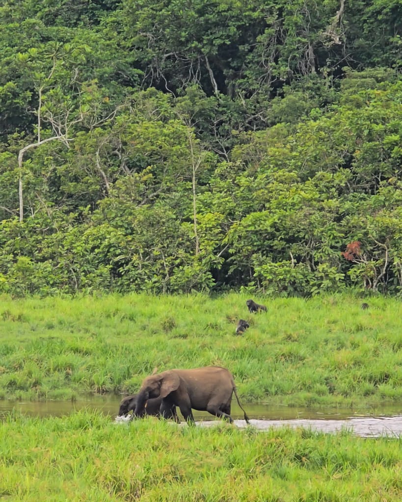 Gorillas Gabon