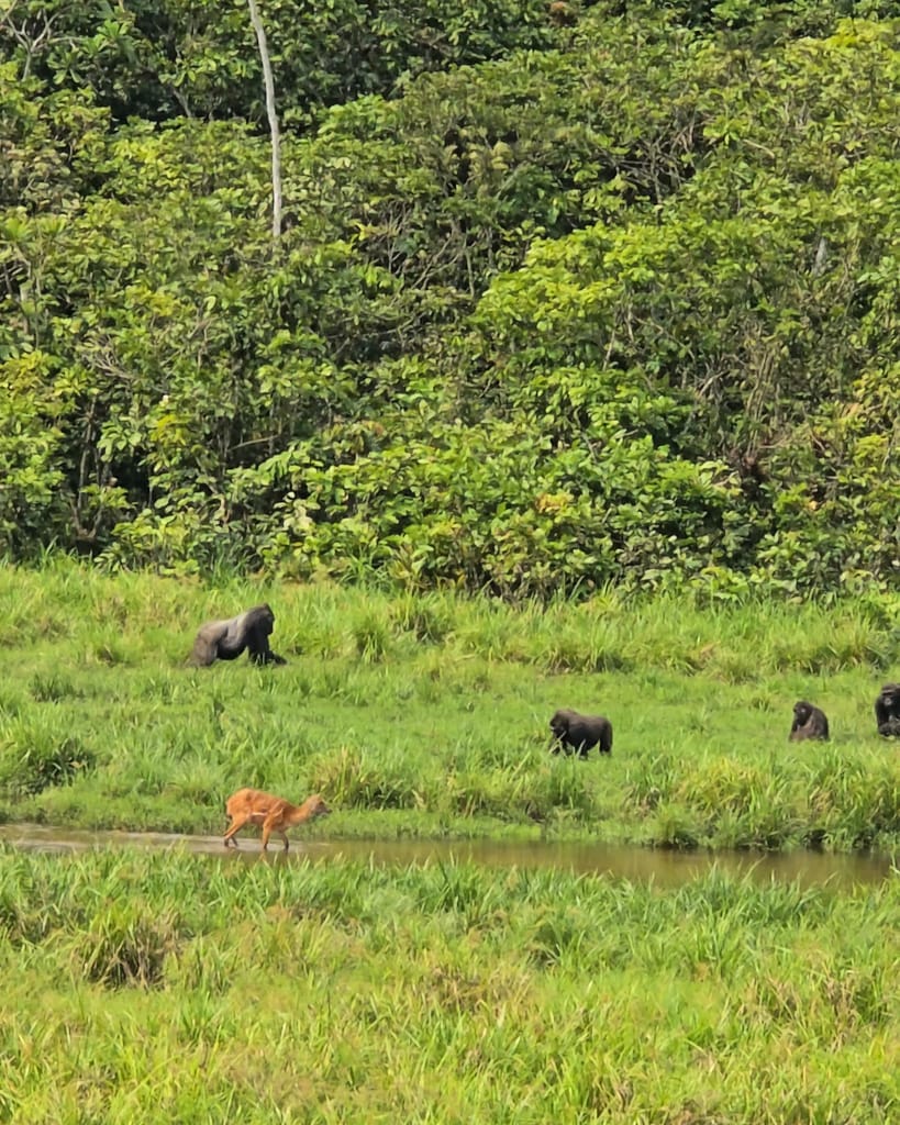 Gorilla visit in Gabon