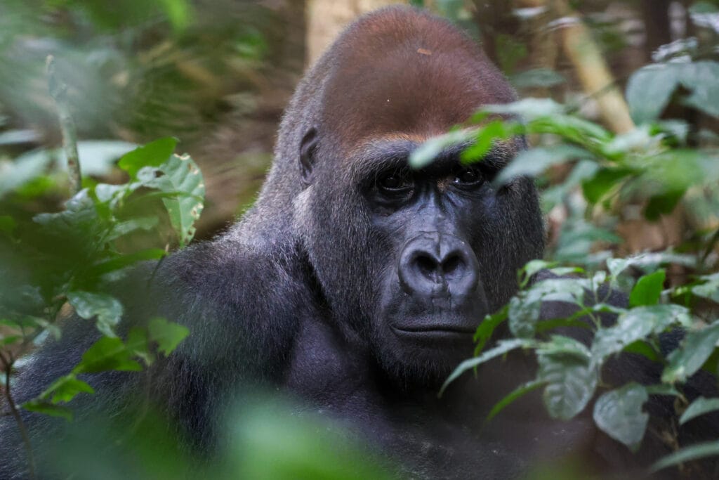 Travel to Republic of Congo