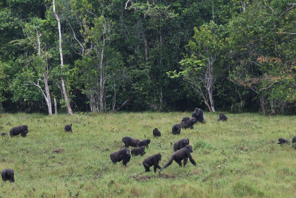 Gorillas in Congo
