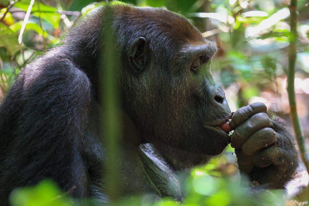 Gorillas in Dzanga Sangha