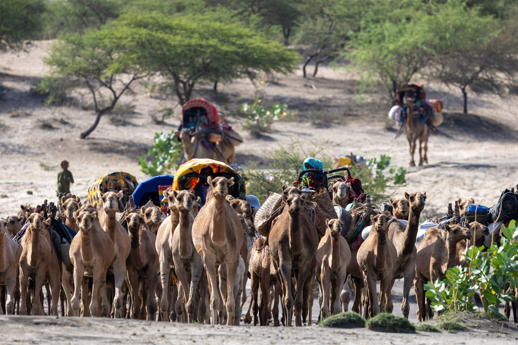 Arab Nomads