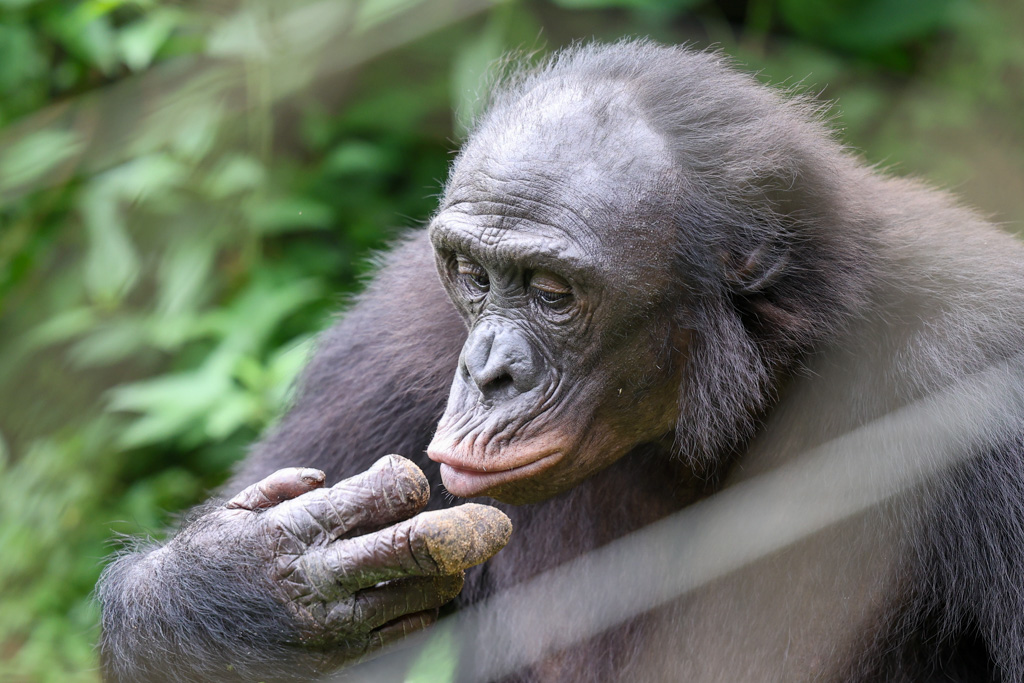 Lola Ya Bonobo