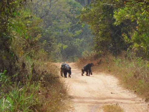 Chimpances Cantanhez Guinea Bissau