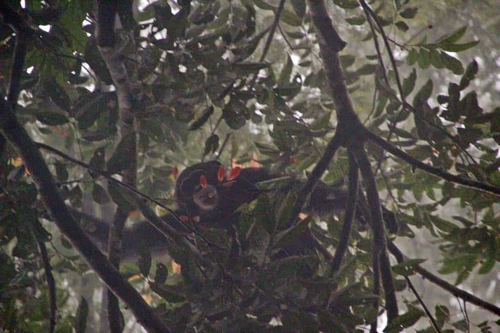 Chimps Tai National Park