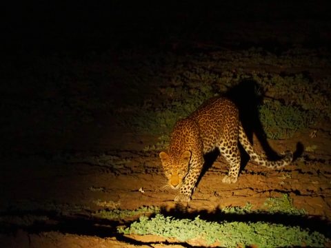 Leopard in Zakouma Chad